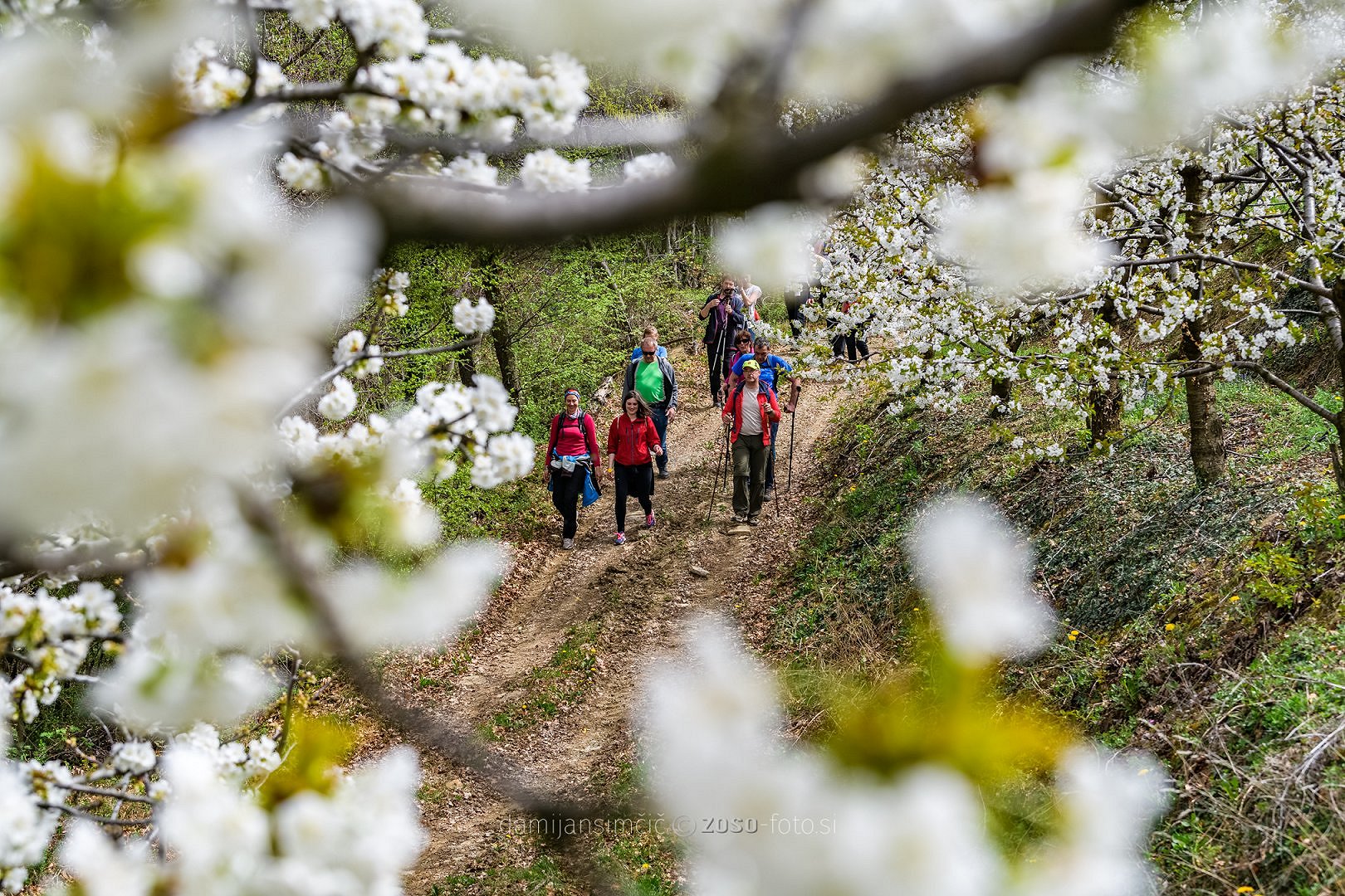 5ª marcia tra i Ciliegi in Fiore