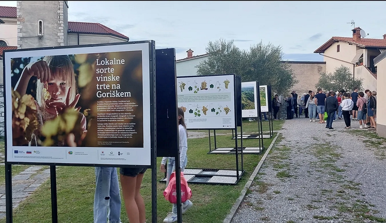 Potujoča razstava: Lokalne sorte vinske trte Goriške