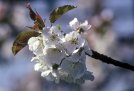 češnjev cvet 3.jpg